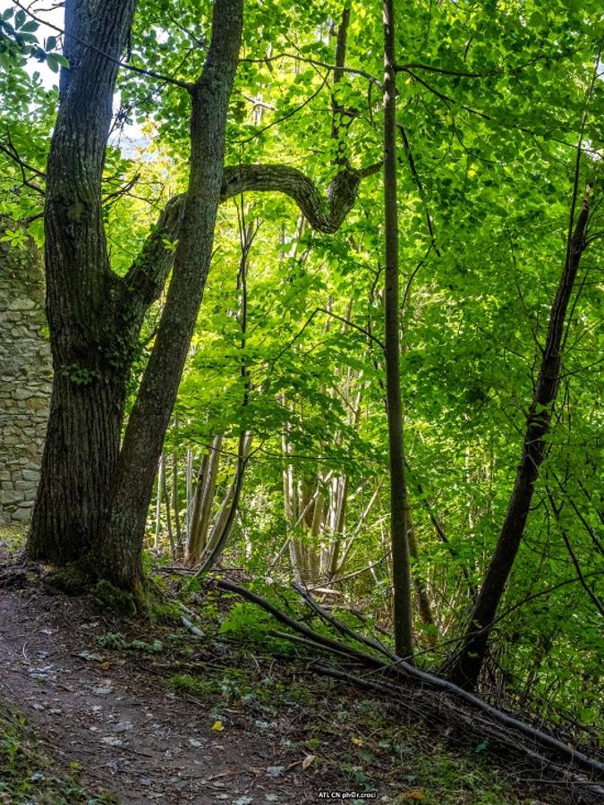 BOUCLE DU CHÂTEAU ET DES PÂTURAGES DE VALCASOTTO